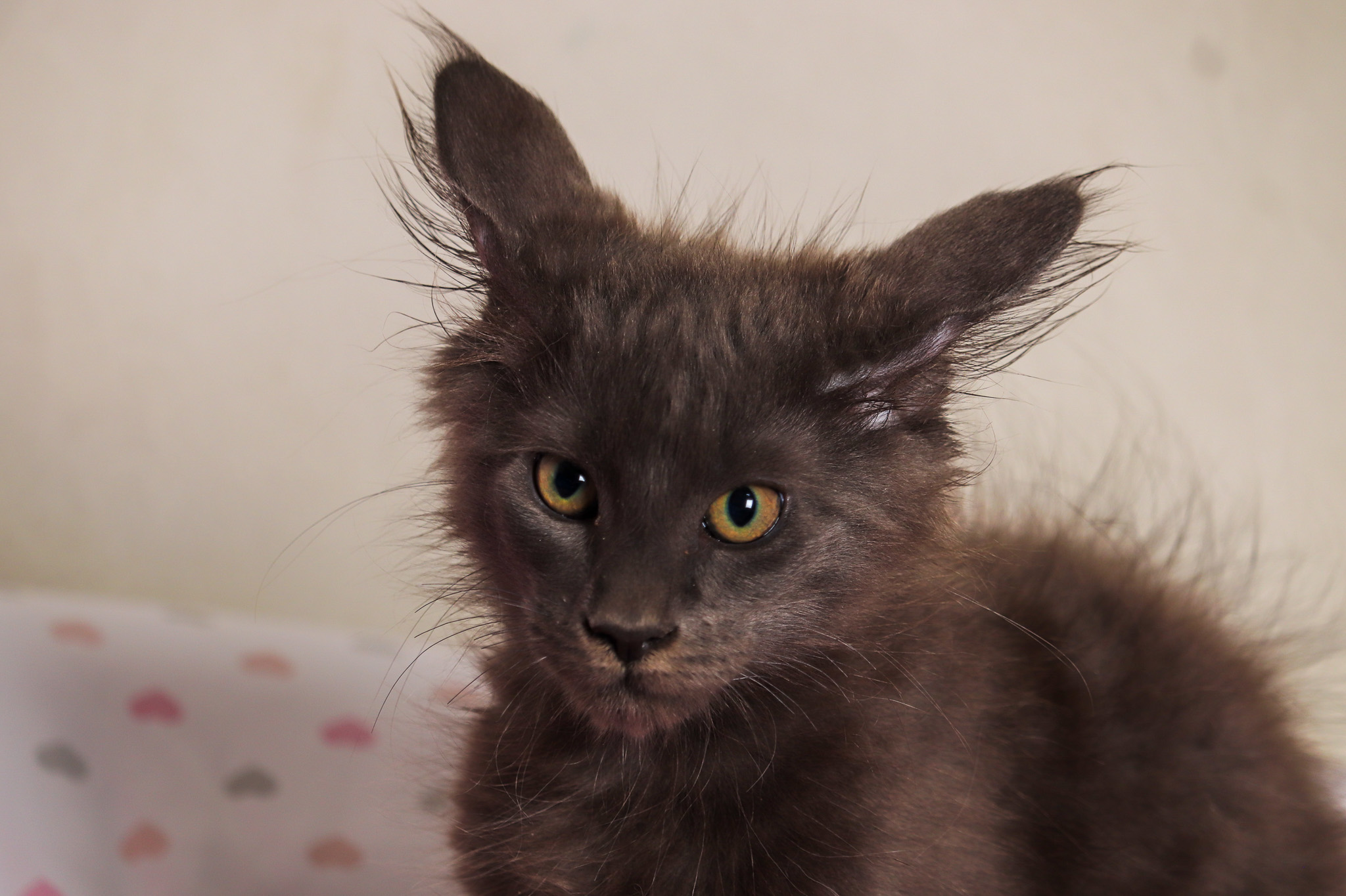 Filhote maine coon
